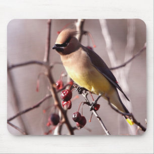 CederträWaxwingmusen vadderar Musmatta