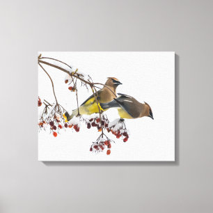 CederträWaxwings Canvastryck