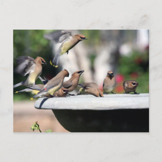 CederträWaxwings på fågelbadvykortet Vykort