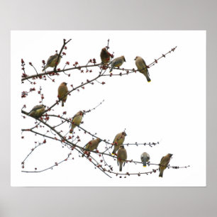 CederträWaxwings Poster