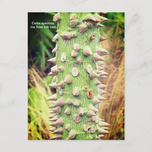 Ceiba speciosa, floss silke träd helg vykort (Framsida)