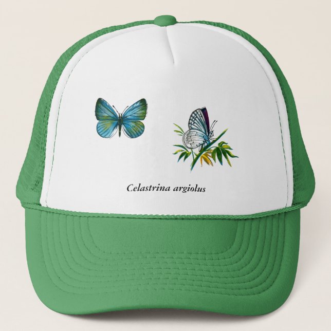 Celastrina argiolus (han) truckerkeps (Framsida)