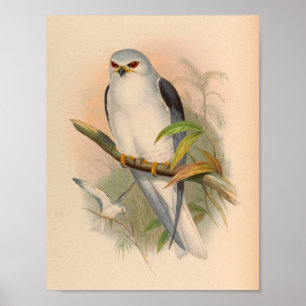 Celebai Elanus White Kite Bird Vintage Art Skriv u Poster