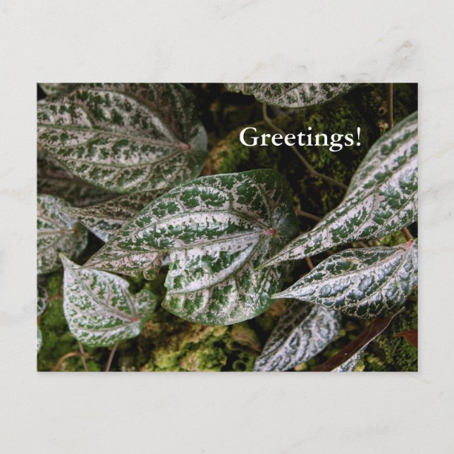 Celebes Pepper-vykort Vykort (Framsida)