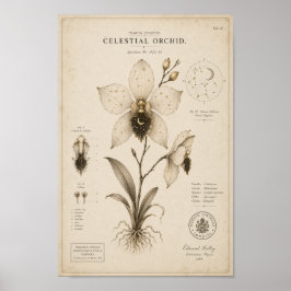 Celestial Orchid Victorian Botanical Museum Tryck