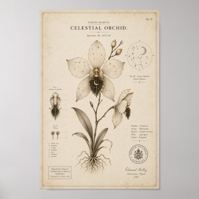 Celestial Orchid Victorian Botanical Museum Tryck (Framsidan)