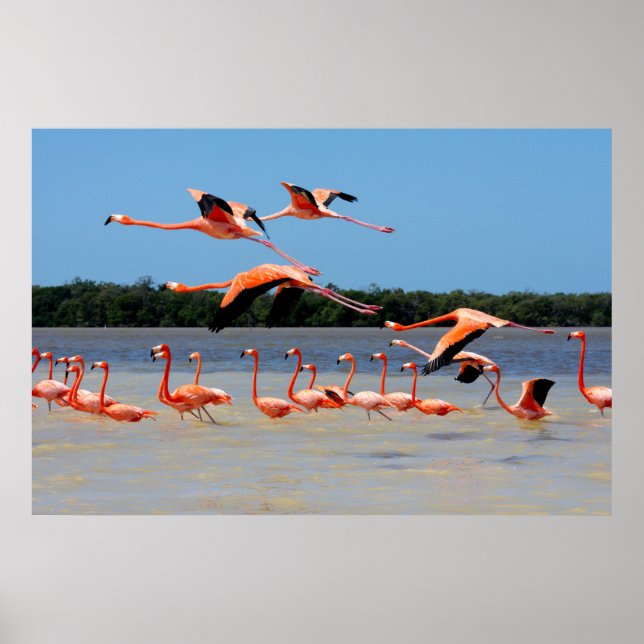 Celestun Biosphere Reserve Poster (Framsidan)
