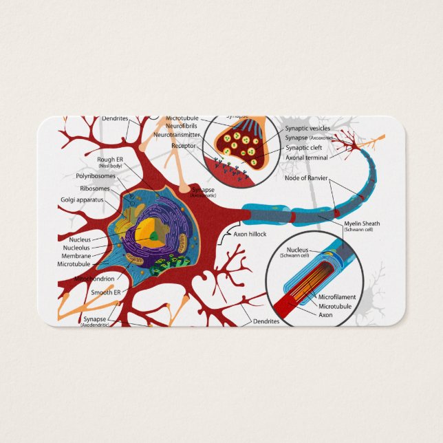 Cell Neurons Healthy Visitkort (Framsidan)