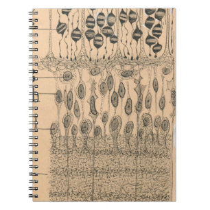 Cell Teckning Öga Retina Santiago Ramon Y Cajal Anteckningsbok