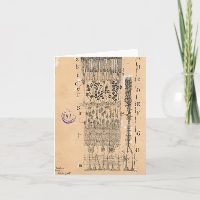 Cell Teckning Öga Retina Santiago Ramon Y Cajal Kort (Framsida)