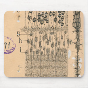 Cell Teckning Öga Retina Santiago Ramon Y Cajal Musmatta
