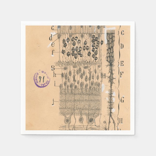 Cell Teckning Öga Retina Santiago Ramon Y Cajal Pappersservett (Framsidan)