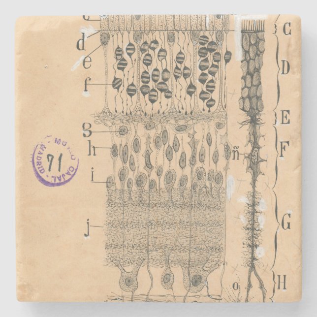 Cell Teckning Öga Retina Santiago Ramon Y Cajal Stenunderlägg (Framsidan)