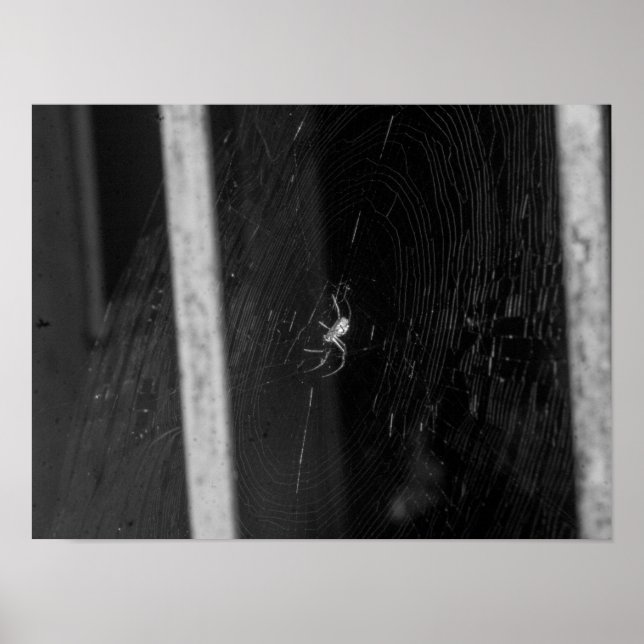 Cellar Spider Poster (Framsidan)