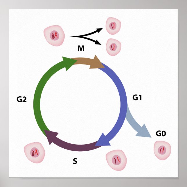 Cellcykeln poster (Framsidan)
