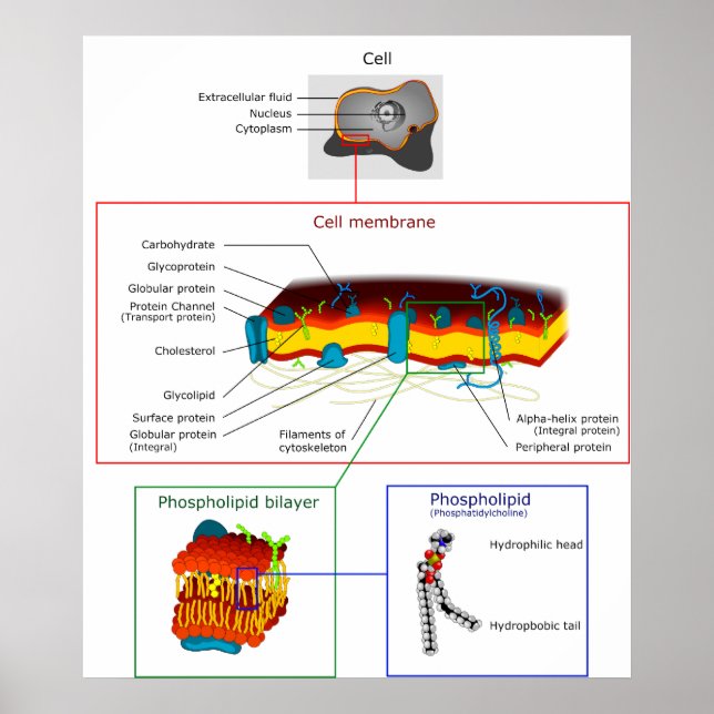 Celldiagram över plasmamembran Plasmalemma Poster (Framsidan)