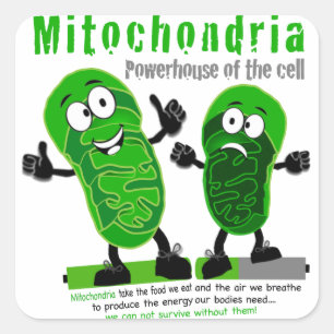 Cellens Mitochondria Powerhouse Fyrkantigt Klistermärke