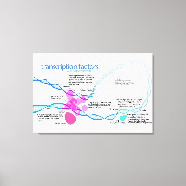 Celler Gen Transkriptionsfaktorer Diagram  Canvastryck (Framsida)