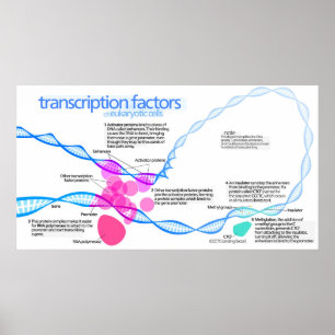 Cellernas diagram över gentranskriptionsfaktorer P Poster