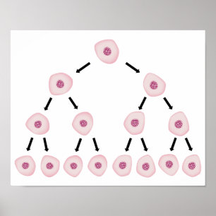 Cellindelning Poster