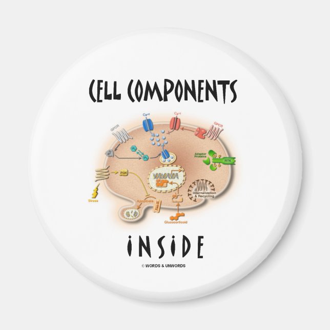 Cellkomponenter inuti magnet (Framsidan)