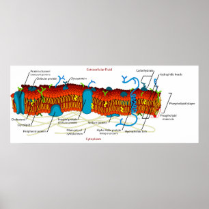 Cellmembrandiagram vanliga i alla levande celler poster