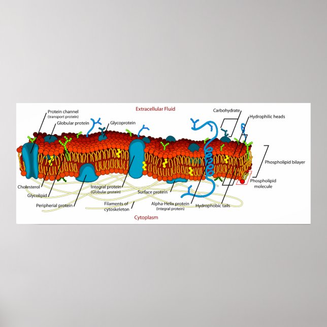Cellmembrandiagram vanliga i alla levande celler poster (Framsidan)