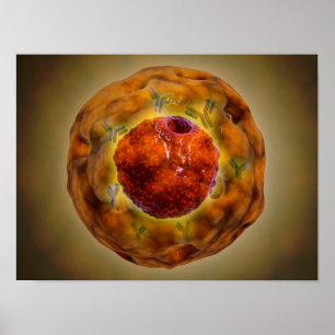 CellNucleus med kromosom 3 Poster