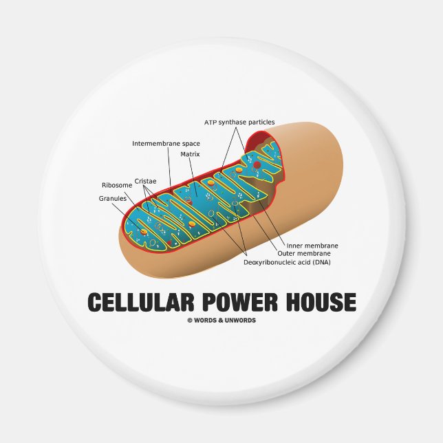 Cellular Power House (Mitochondrion) Magnet (Framsidan)