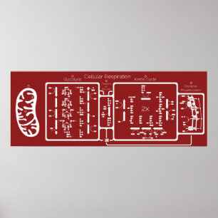 Cellulär respiration 42x16 poster