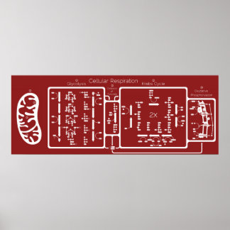 Cellulär respiration 42x16 poster