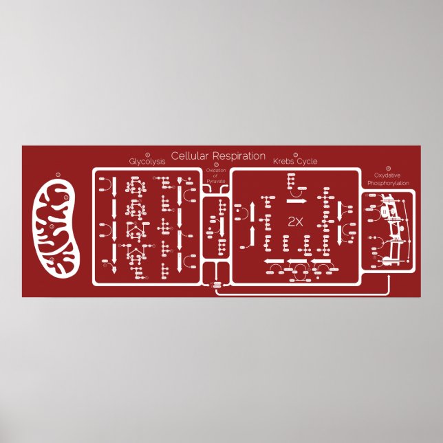 Cellulär respiration 42x16 poster (Framsidan)