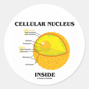 Cellulära nukleus inuti (cellbiologi) runt klistermärke