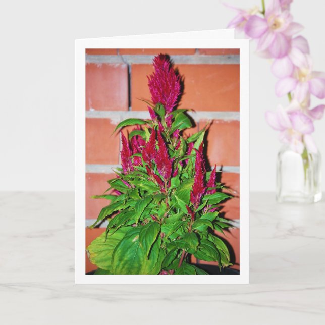 Celosia Argentea - Dragons andedräkt - Plant Kort (Orkide)