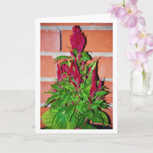 Celosia Argentea - Drakens Andedräkt - Växt Kort