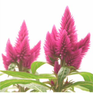 Celosia argentea klistermärken