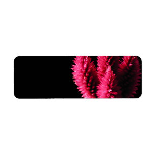 Celosia Caracas. Cockscombs. Rosa Flowers. Returadress Etikett