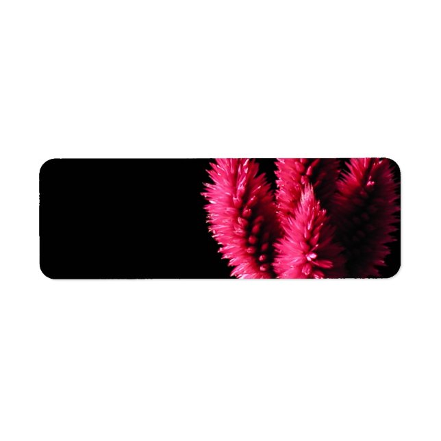 Celosia Caracas. Cockscombs. Rosa Flowers. Returadress Etikett (Framsidan)