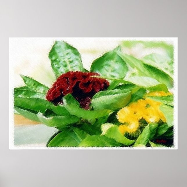 Celosia/Cockscomb Poster (Framsidan)