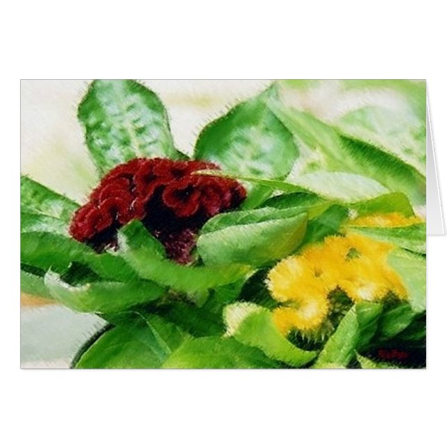 Celosia Plant Flowers Cockscomb Hälsningskort (Framsidan Horizontal)