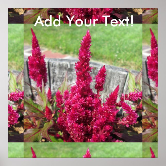 Celosia Red Rustic Fence Garden Poster (Framsidan)