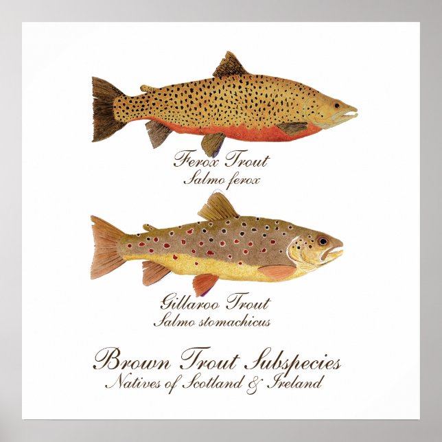 Celtic Trout Art Poster (Framsidan)