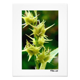 Cenchrus Echinatos. Fototryck