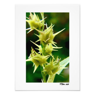 Cenchrus Echinatos. Fototryck