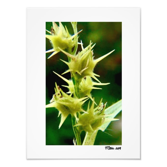 Cenchrus Echinatos. Fototryck (Framsidan)