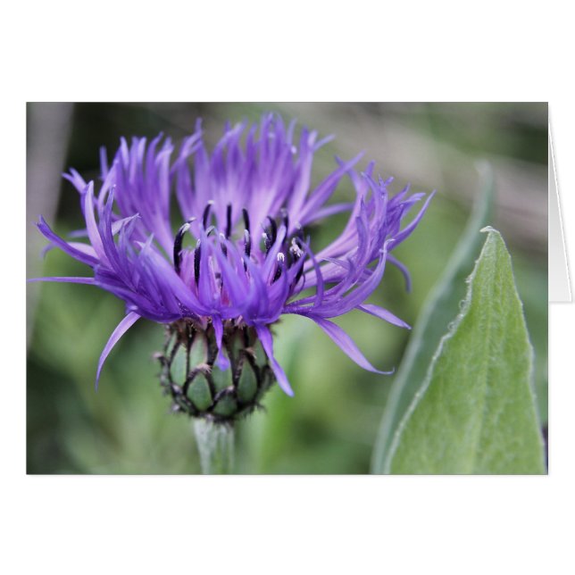 Centaurea-kort Hälsningskort (Framsidan Horizontal)
