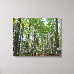 Centennial Wooded Väg II Ellicott City Maryland Canvastryck