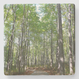 Centennial Wooded Väg II Ellicott City Maryland Stenunderlägg