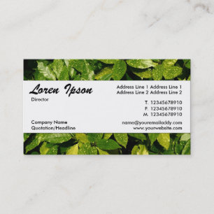 Center Band 037 - Spoted Laurel Visitkort