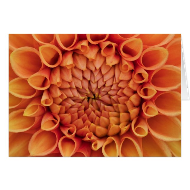 Center Orange Dahlia Flower Blank Inside Hälsningskort (Framsidan Horizontal)